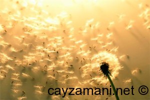 hamur